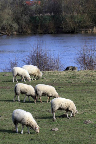 Sheep is a ruminant and closely related to the goat