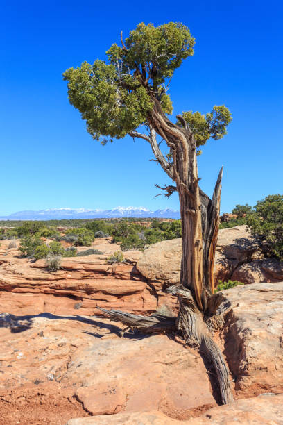 istock The Middle of Nowhere 657039128