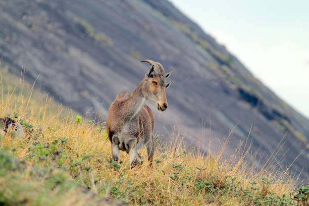 A mountain goat stock photo