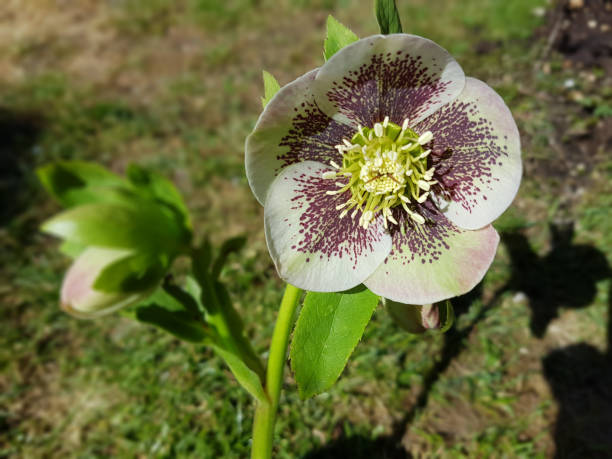 christmas, rose; helleborus - schneerose imagens e fotografias de stock