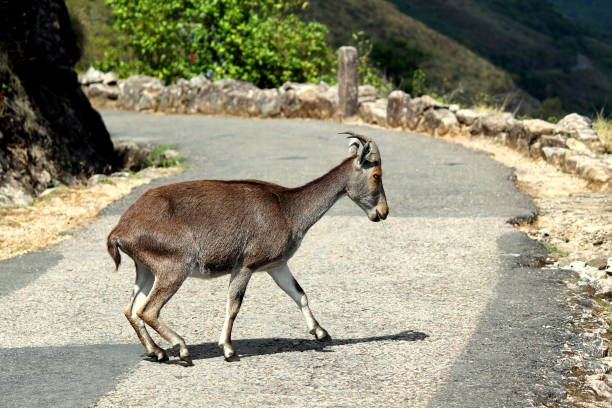 A mountain goat on street stock photo