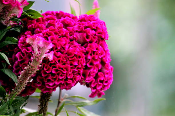 Closeup of a pink celosia flower stock photo