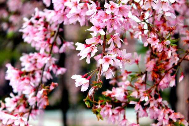 Sakura or Cherry Blossom flowers stock photo
