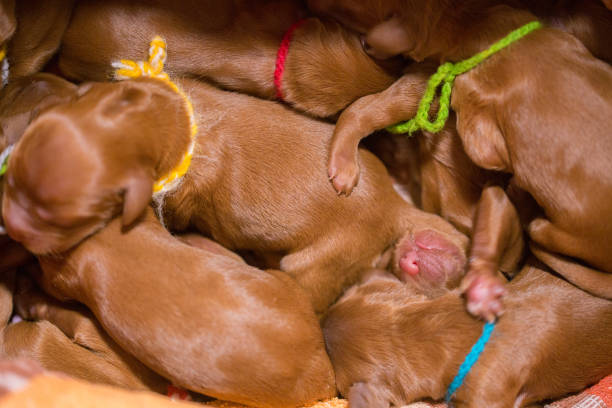 istock Group of Irish Setter newborn puppies 657051972