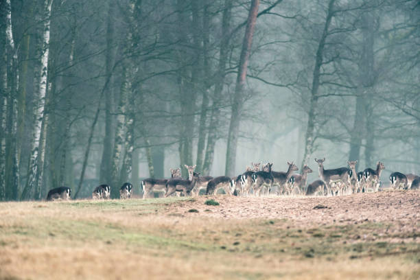 istock Large group of fallow deer doe in misty forest meadow. 657051990
