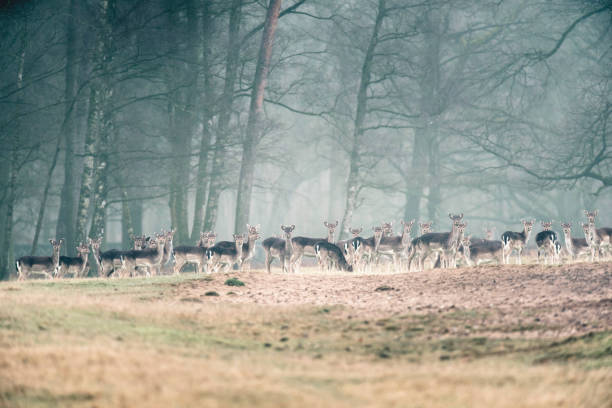 istock Large group of fallow deer in a row in misty forest meadow. 657052046