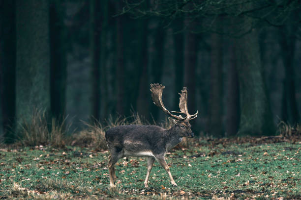 istock Fallow deer buck walking over meadow in forest. 657052064
