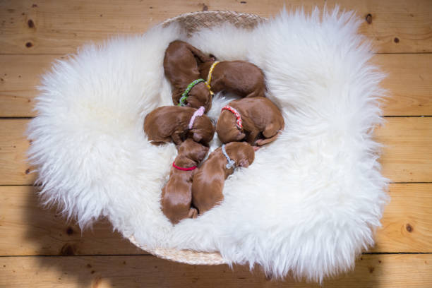 istock Six newborn puppies 657052150