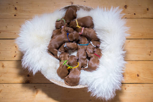 istock Twelve newborn puppies 657052164