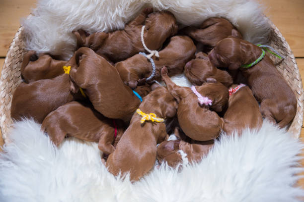 istock Twelve newborn puppies 657052220