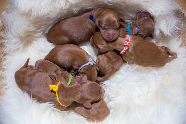 istock Six newborn puppies 657052272
