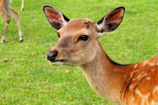 A cute Nara Deer stock photo
