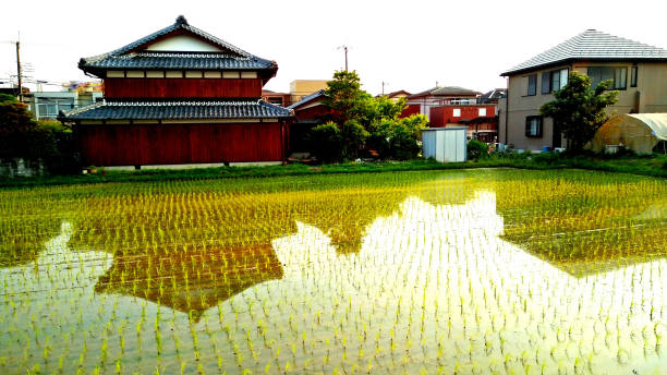 Paddy fields in Japan stock photo