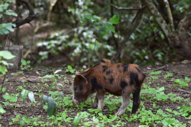 istock Pigs feeding in the forest 657060216