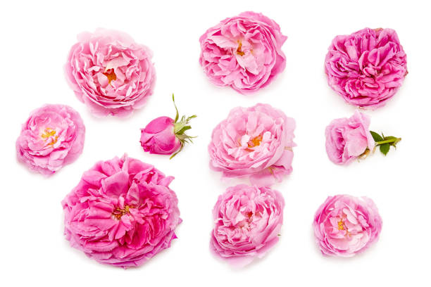 istock pink roses bouquet on a white background 657062898