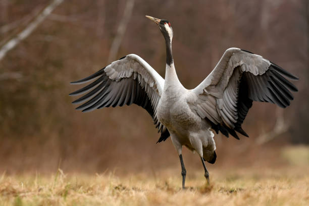 Common crane Common crane (Grus grus) eurasian crane stock pictures, royalty-free photos & images