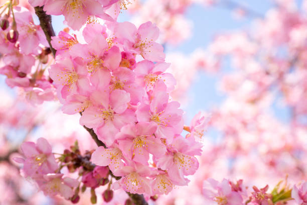 istock Kawazu cherry blossoms in the park 657063610