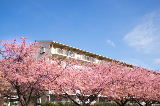 istock Kawazu cherry blossoms in the park 657063618