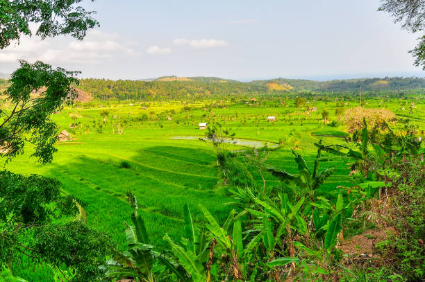 istock Rice fields near Tirtagangga in Bali, Indonesia 657067100