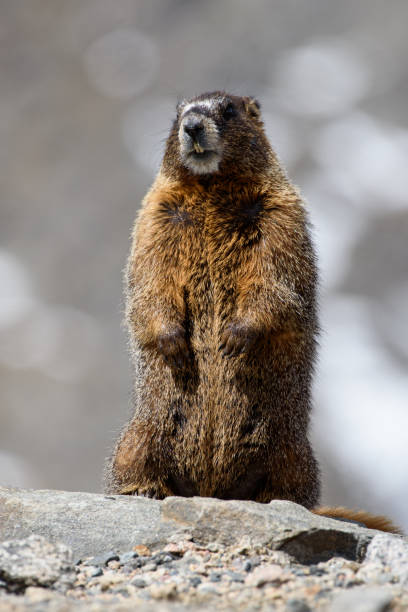 istock Marmot in the Rocky Mountains 657069960