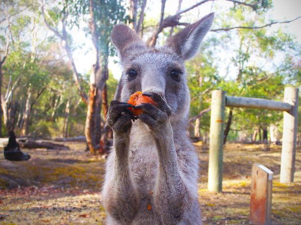canguro joey joven comiendo una zanahoria - kangaroo animal humor fun fotografías e imágenes de stock