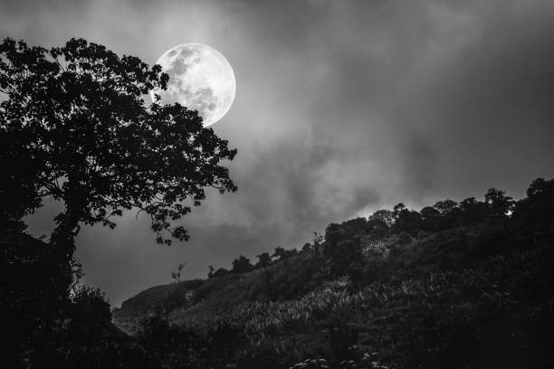 istock Silhouettes of tree against dark sky on tranquil nature background. 657072920
