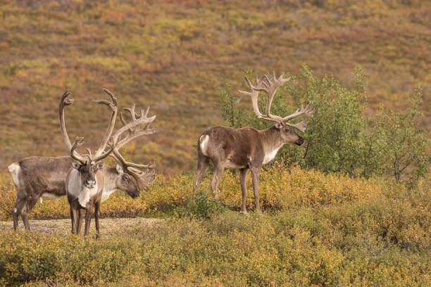 istock Caribou Bulls in Velvet 657073166