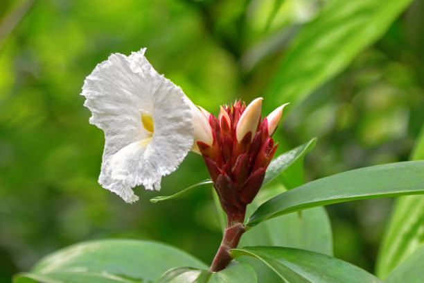 Crepe ginger white flower blossoming in the garden in Singapore (Costus speciosus) Closeup photo of crepe ginger white flower blossoming in the garden in Singapore (Costus speciosus) costus stock pictures, royalty-free photos & images