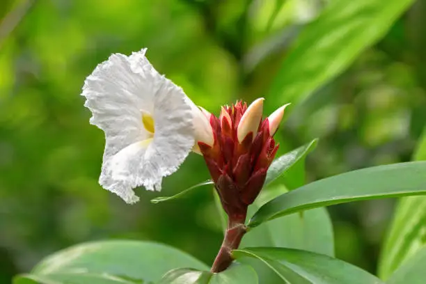 Closeup photo of crepe ginger white flower blossoming in the garden in Singapore (Costus speciosus)