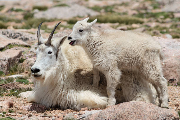 istock Mountains Goats of Colorado 657075922