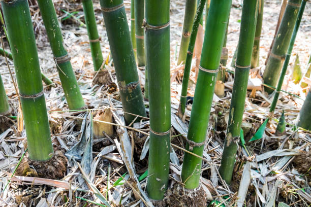 feuille de tronc de pousses de bambou sec - bamboo leaf bamboo shoot feng shui photos et images de collection