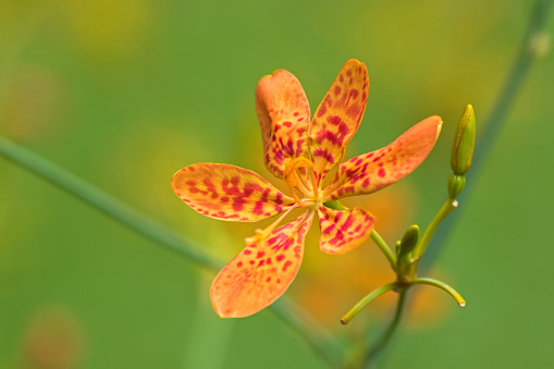 Closeup photo of Blackberry lily, leopard flower, leopard lily (Iris domestica) in the garden in Singapore, blurred background