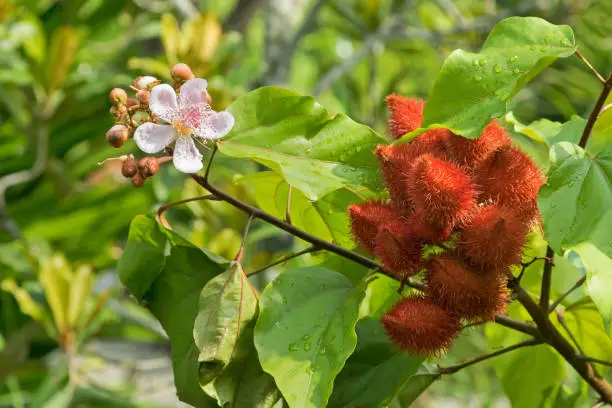 Closeup photo of lipstick tree, Achiote pink flowers and seed pods in red (Bixa orellana) in the garden in Singapore