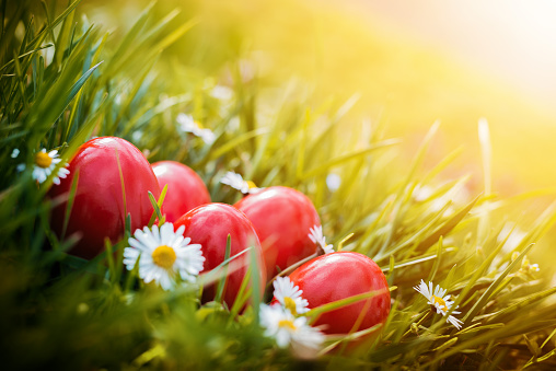 Red Easter Eggs in green grass arranged with daises.Christian religious holiday.