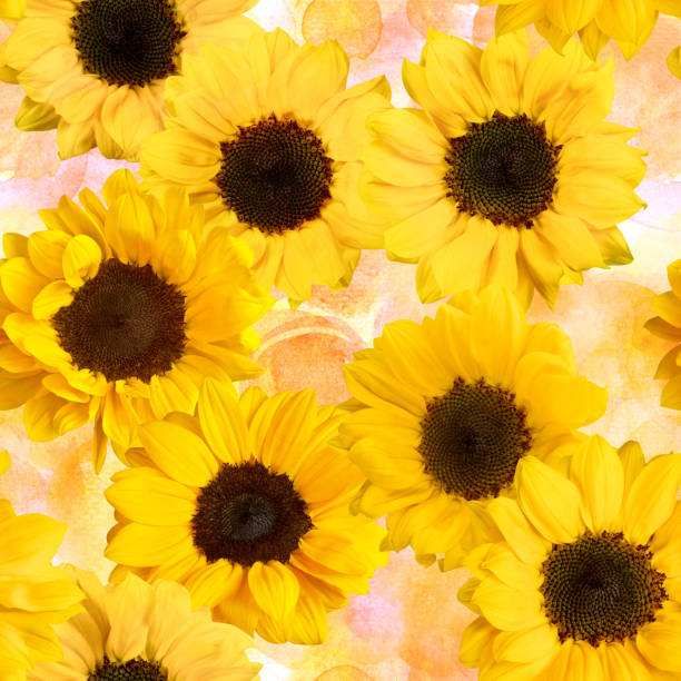 istock Seamless pattern with yellow sunflowers on pastel watercolor tex 657084926
