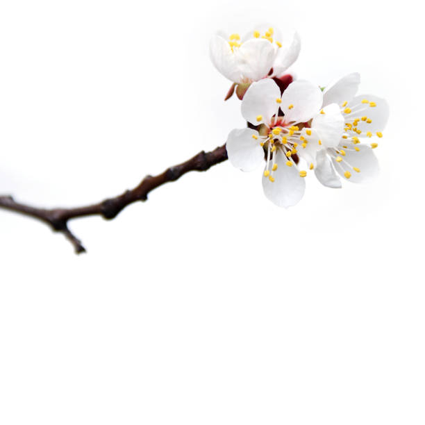 istock spring flowers of apricot tree 657087334