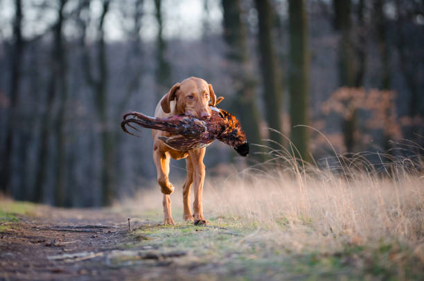 istock Hungarian vizsla hound dog 657087530