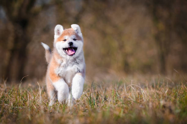 istock Akita inu puppy 657087752