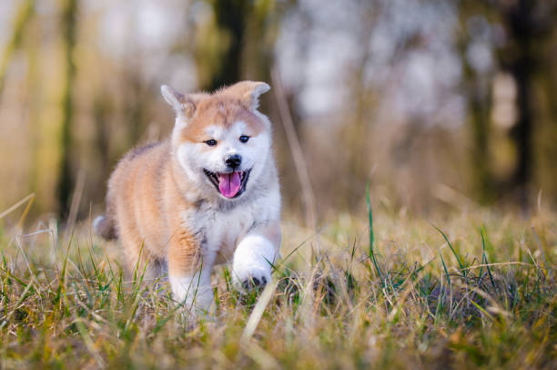 istock Akita inu puppy 657087754