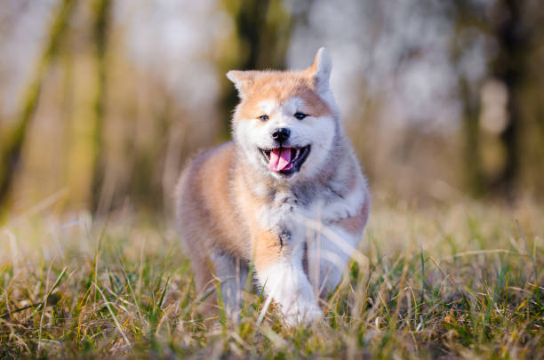 istock Akita inu puppy 657087768