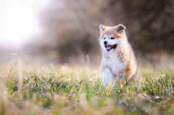 istock Akita inu puppy 657087784