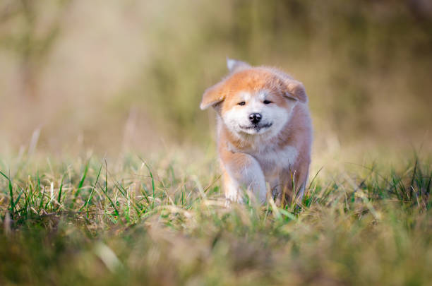 istock Akita inu puppy 657087820