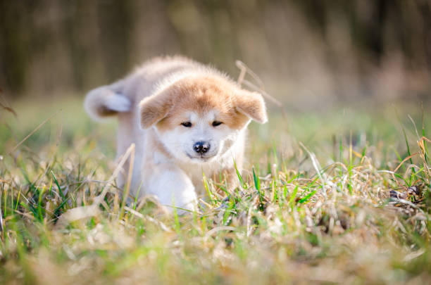 istock Akita inu puppy 657087828