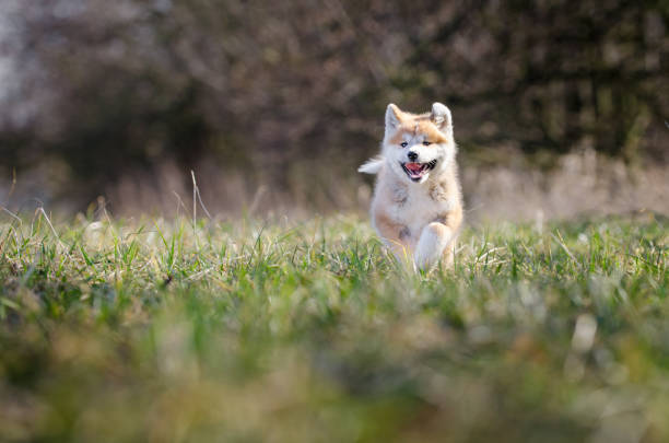 istock Akita inu puppy 657087880