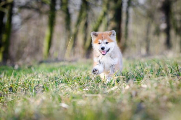 istock Akita inu puppy 657087894