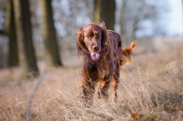 Irish setter hound dog photo of irish setter hound dog playing and posing in spring tim in the foeerst irish setter stock pictures, royalty-free photos & images
