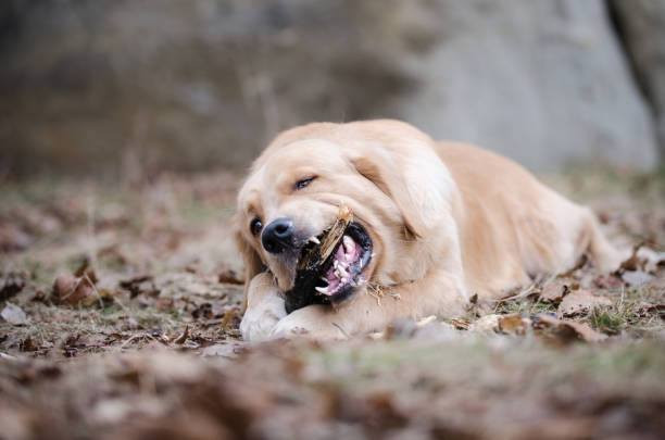 istock Golden retriever dog 657090198