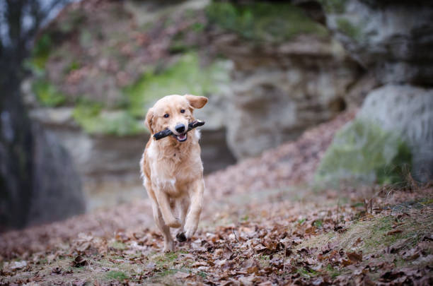 Photo of golden retriever dog playing in the park in winter time