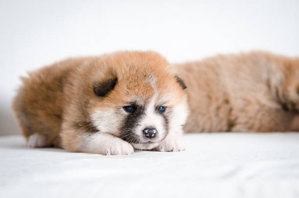 istock Akita inu dog puppy 657090526
