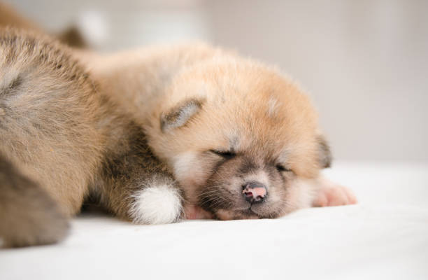 istock Akita inu dog puppy 657090598